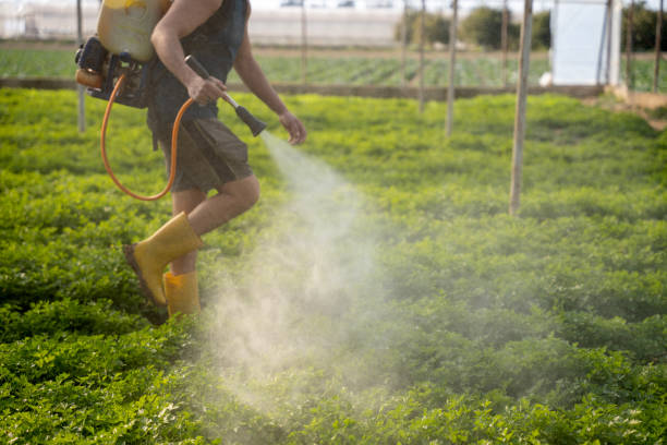 Best Wasp Removal Services  in Wadena, MN
