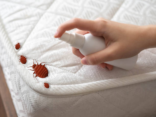 Best Flea Control Services  in Wadena, MN