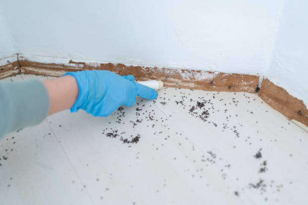 Best Ant Control Services  in Wadena, MN